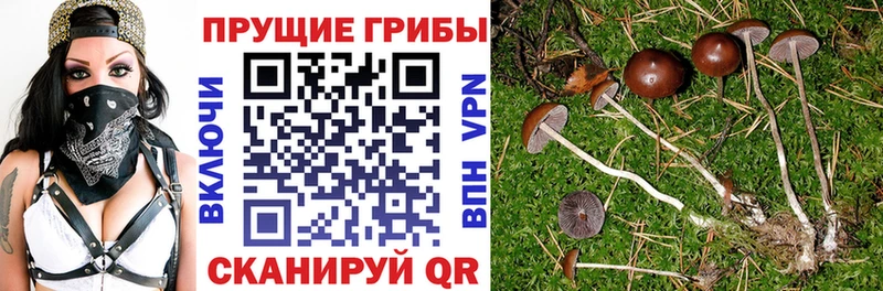 omg ТОР  закладки  Сясьстрой  Галлюциногенные грибы ЛСД 